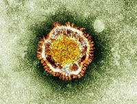 [ẢNH] Những phát hiện khoa học quan trọng của các nước về virus corona