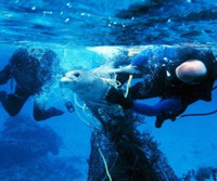 [ẢNH] Rác thải nhựa đang giết chết động vật như thế nào?