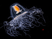 [ẢNH] Top những động vật sống 