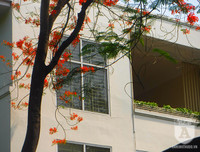 [Ảnh] Sắc phượng đỏ nở rợp trời Hà Nội, hàng trăm nghìn sĩ tử bước vào mùa thi