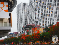 [Ảnh] Sắc phượng đỏ nở rợp trời Hà Nội, hàng trăm nghìn sĩ tử bước vào mùa thi