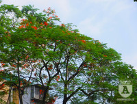 [Ảnh] Sắc phượng đỏ nở rợp trời Hà Nội, hàng trăm nghìn sĩ tử bước vào mùa thi