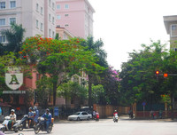 [Ảnh] Sắc phượng đỏ nở rợp trời Hà Nội, hàng trăm nghìn sĩ tử bước vào mùa thi