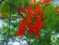 [Ảnh] Sắc phượng đỏ nở rợp trời Hà Nội, hàng trăm nghìn sĩ tử bước vào mùa thi