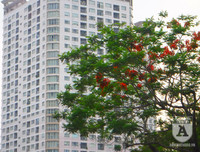 [Ảnh] Sắc phượng đỏ nở rợp trời Hà Nội, hàng trăm nghìn sĩ tử bước vào mùa thi