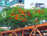 [Ảnh] Sắc phượng đỏ nở rợp trời Hà Nội, hàng trăm nghìn sĩ tử bước vào mùa thi