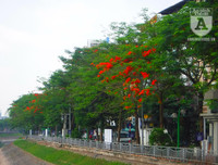 [Ảnh] Sắc phượng đỏ nở rợp trời Hà Nội, hàng trăm nghìn sĩ tử bước vào mùa thi