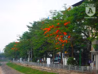 [Ảnh] Sắc phượng đỏ nở rợp trời Hà Nội, hàng trăm nghìn sĩ tử bước vào mùa thi