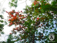 [Ảnh] Sắc phượng đỏ nở rợp trời Hà Nội, hàng trăm nghìn sĩ tử bước vào mùa thi