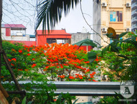 [Ảnh] Sắc phượng đỏ nở rợp trời Hà Nội, hàng trăm nghìn sĩ tử bước vào mùa thi