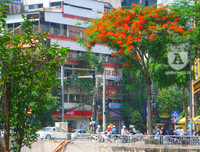 [Ảnh] Sắc phượng đỏ nở rợp trời Hà Nội, hàng trăm nghìn sĩ tử bước vào mùa thi