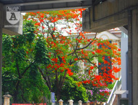 [Ảnh] Sắc phượng đỏ nở rợp trời Hà Nội, hàng trăm nghìn sĩ tử bước vào mùa thi