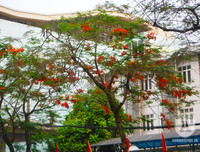 [Ảnh] Sắc phượng đỏ nở rợp trời Hà Nội, hàng trăm nghìn sĩ tử bước vào mùa thi