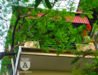 [Ảnh] Sắc phượng đỏ nở rợp trời Hà Nội, hàng trăm nghìn sĩ tử bước vào mùa thi