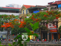 [Ảnh] Sắc phượng đỏ nở rợp trời Hà Nội, hàng trăm nghìn sĩ tử bước vào mùa thi