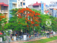 [Ảnh] Sắc phượng đỏ nở rợp trời Hà Nội, hàng trăm nghìn sĩ tử bước vào mùa thi