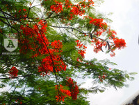 [Ảnh] Sắc phượng đỏ nở rợp trời Hà Nội, hàng trăm nghìn sĩ tử bước vào mùa thi