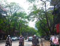 [Ảnh] Sắc phượng đỏ nở rợp trời Hà Nội, hàng trăm nghìn sĩ tử bước vào mùa thi