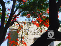 [Ảnh] Sắc phượng đỏ nở rợp trời Hà Nội, hàng trăm nghìn sĩ tử bước vào mùa thi