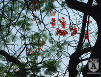 [Ảnh] Sắc phượng đỏ nở rợp trời Hà Nội, hàng trăm nghìn sĩ tử bước vào mùa thi