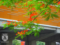 [Ảnh] Sắc phượng đỏ nở rợp trời Hà Nội, hàng trăm nghìn sĩ tử bước vào mùa thi