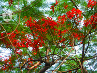 [Ảnh] Sắc phượng đỏ nở rợp trời Hà Nội, hàng trăm nghìn sĩ tử bước vào mùa thi