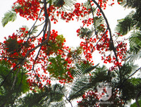 [Ảnh] Sắc phượng đỏ nở rợp trời Hà Nội, hàng trăm nghìn sĩ tử bước vào mùa thi