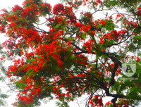 [Ảnh] Sắc phượng đỏ nở rợp trời Hà Nội, hàng trăm nghìn sĩ tử bước vào mùa thi