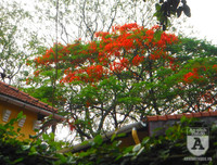 [Ảnh] Sắc phượng đỏ nở rợp trời Hà Nội, hàng trăm nghìn sĩ tử bước vào mùa thi