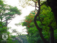 [Ảnh] Sắc phượng đỏ nở rợp trời Hà Nội, hàng trăm nghìn sĩ tử bước vào mùa thi