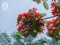 [Ảnh] Sắc phượng đỏ nở rợp trời Hà Nội, hàng trăm nghìn sĩ tử bước vào mùa thi