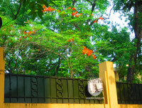 [Ảnh] Sắc phượng đỏ nở rợp trời Hà Nội, hàng trăm nghìn sĩ tử bước vào mùa thi