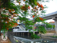 [Ảnh] Sắc phượng đỏ nở rợp trời Hà Nội, hàng trăm nghìn sĩ tử bước vào mùa thi