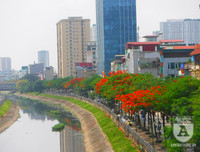 [Ảnh] Sắc phượng đỏ nở rợp trời Hà Nội, hàng trăm nghìn sĩ tử bước vào mùa thi