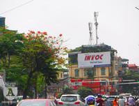 [Ảnh] Sắc phượng đỏ nở rợp trời Hà Nội, hàng trăm nghìn sĩ tử bước vào mùa thi