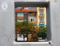 [Ảnh] Sắc phượng đỏ nở rợp trời Hà Nội, hàng trăm nghìn sĩ tử bước vào mùa thi