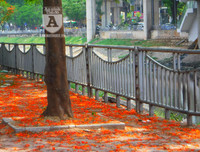 [Ảnh] Sắc phượng đỏ nở rợp trời Hà Nội, hàng trăm nghìn sĩ tử bước vào mùa thi