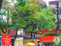 [Ảnh] Sắc phượng đỏ nở rợp trời Hà Nội, hàng trăm nghìn sĩ tử bước vào mùa thi