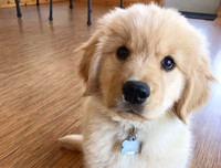 [ẢNH] Top 8 loài chó thông minh nhất thế giới