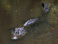 [Ảnh] Xót xa vẻ đẹp huyền bí của rừng rậm Amazon trước khi xảy cháy kinh hoàng