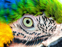 [Ảnh] Xót xa vẻ đẹp huyền bí của rừng rậm Amazon trước khi xảy cháy kinh hoàng