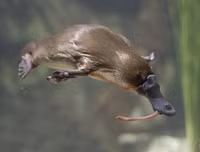 [ẢNH] Những loài động vật 