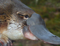 [ẢNH] Những loài động vật 