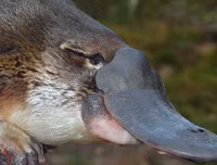 [ẢNH] Những loài động vật 