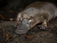 [ẢNH] Những loài động vật 