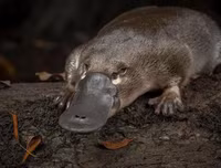 [ẢNH] Những loài động vật 