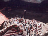 [ẢNH] Top 7 loài động vật có hình thức sinh sản 