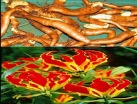 [ẢNH] Điểm mặt 10 