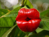 Nổi da gà với các loài thực vật 