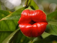 Nổi da gà với các loài thực vật 